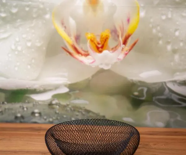 Sport * 拉多夫吉卡